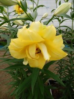 [4154 Exotic Sun PO No02.JPG]